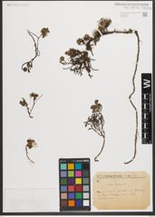 Foto von Salix herbacea L.